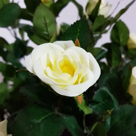 House Chiara 贾迪尼-纳克索斯