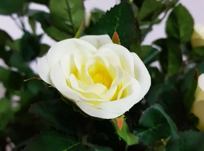 House Chiara Giardini Naxos